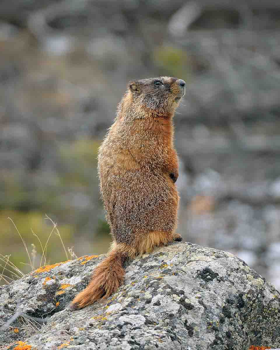 Weatherby's Varmintmaster .224 Magnum | RifleMagazine